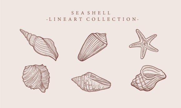 Download Vintage Illustration Starfish Shell - Starfish Collection
