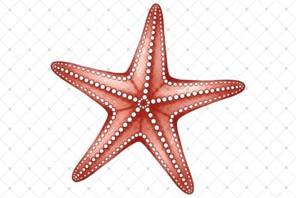 Download Vibrant Red Starfish Illustration - Starfish Collection